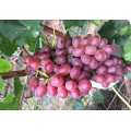 Size Chinese red globe grapes Fresh Style fresh grapes for sale